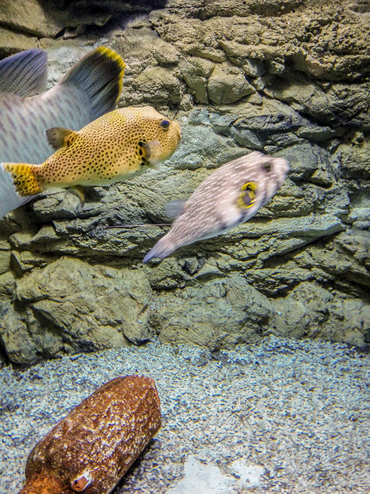 Oceanarium in Saint Petersburg
