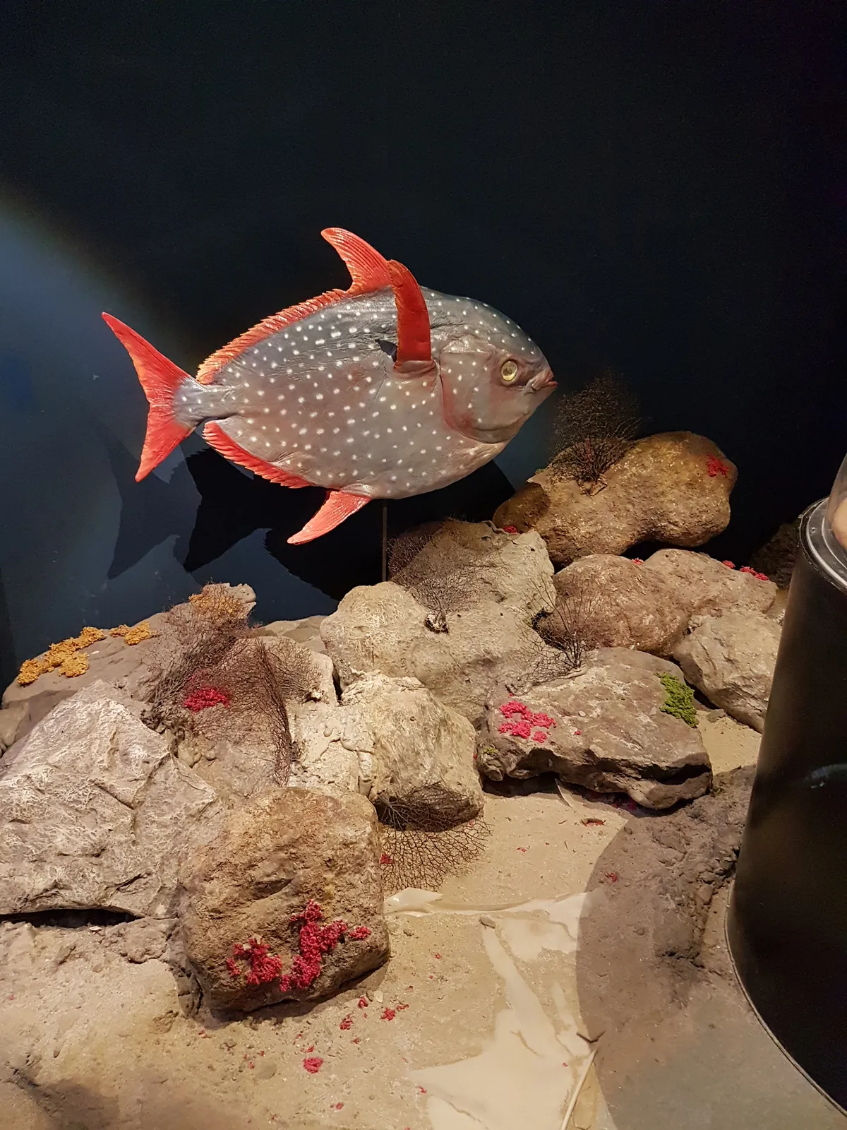 Aquarium of Cattolica