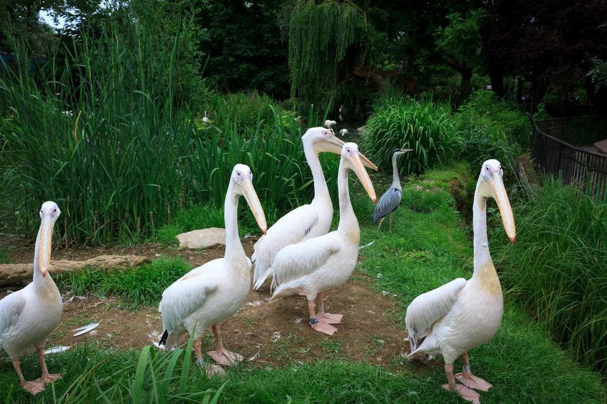 London Zoo