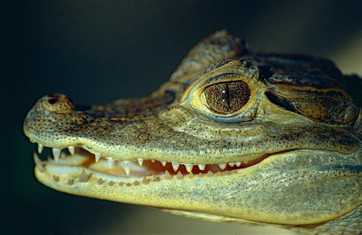 La Ferme aux crocodiles