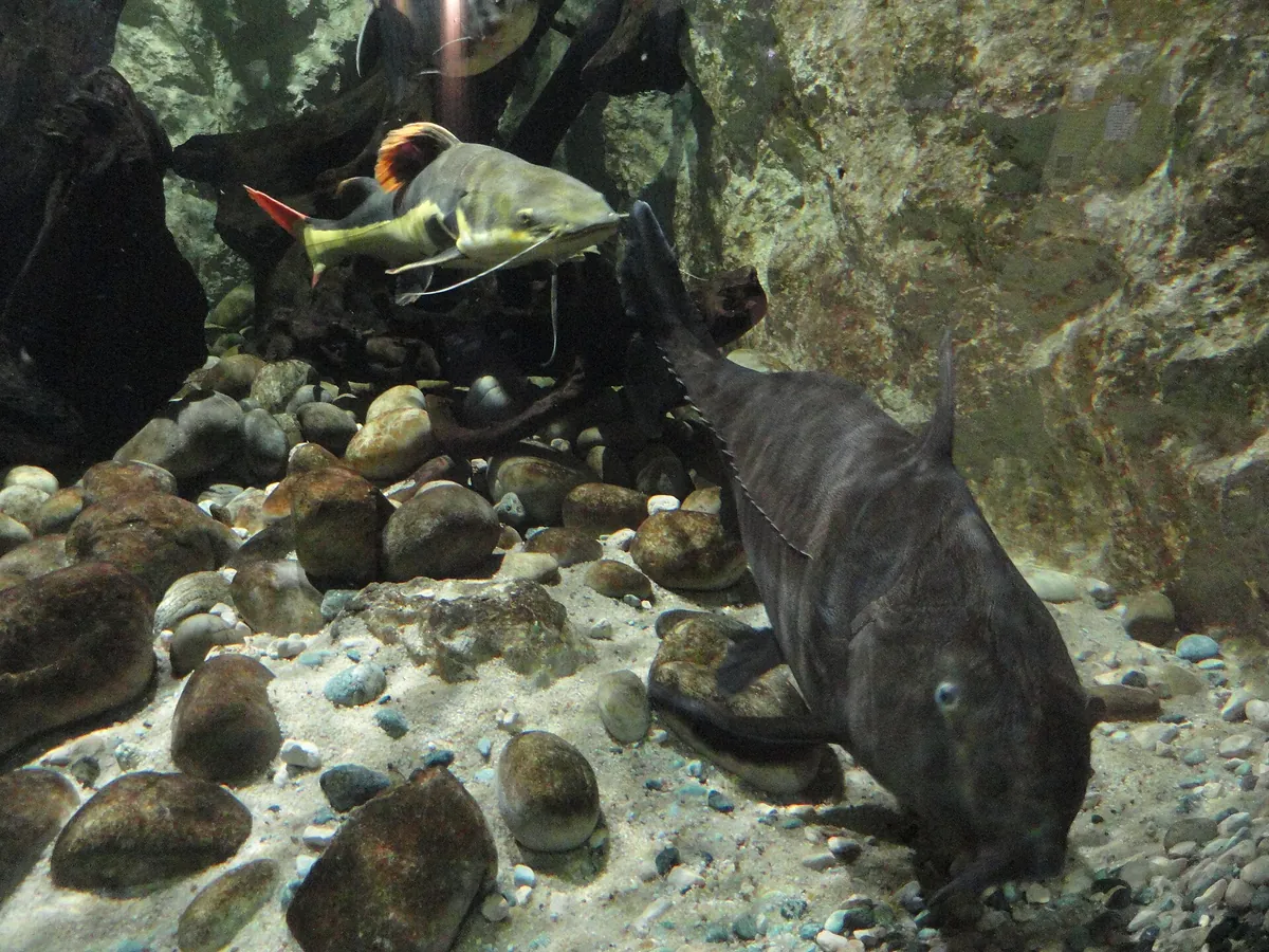 Aquarium du Limousin