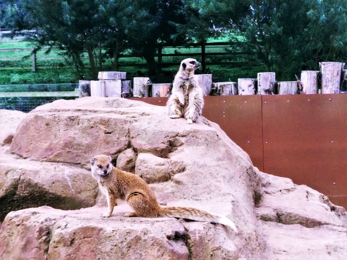 Yorkshire Wildlife Park
