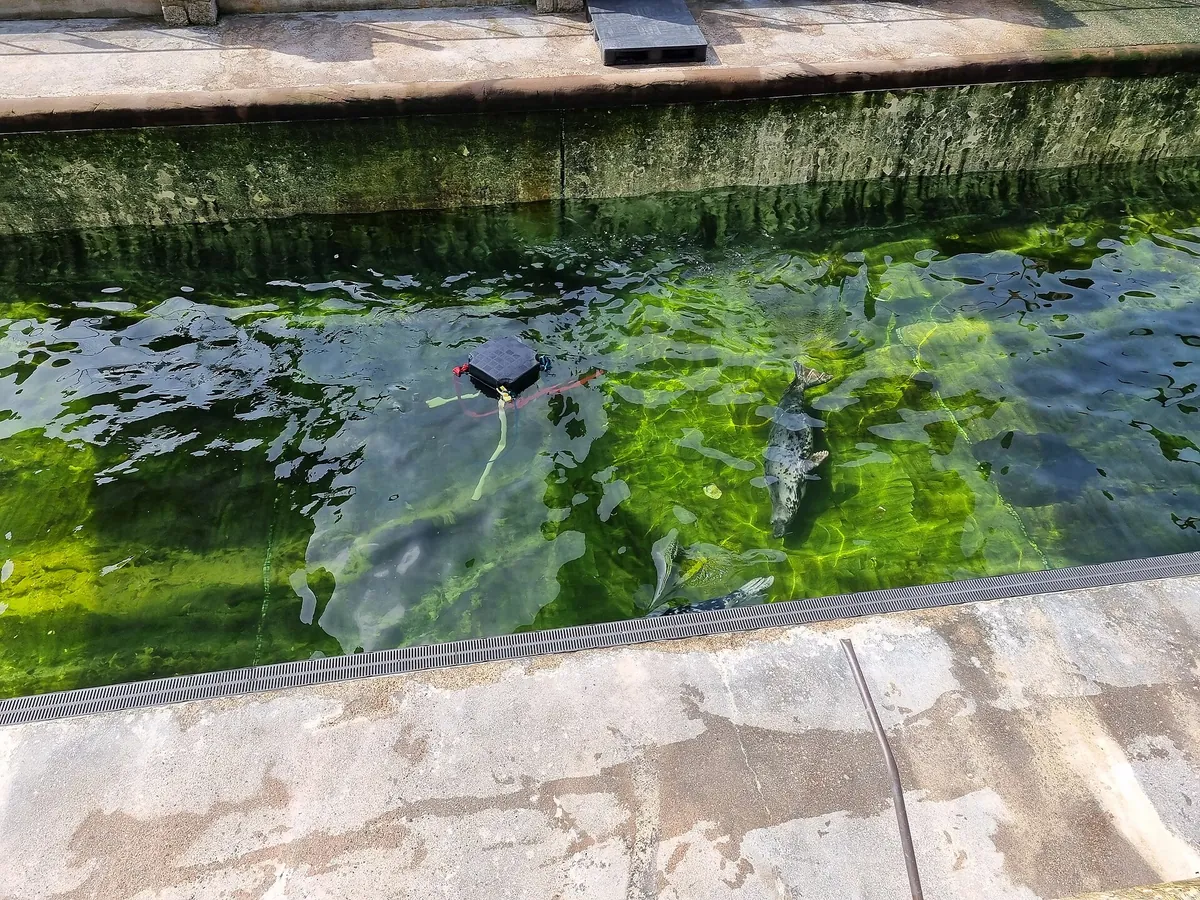 Cornish Seal Sanctuary