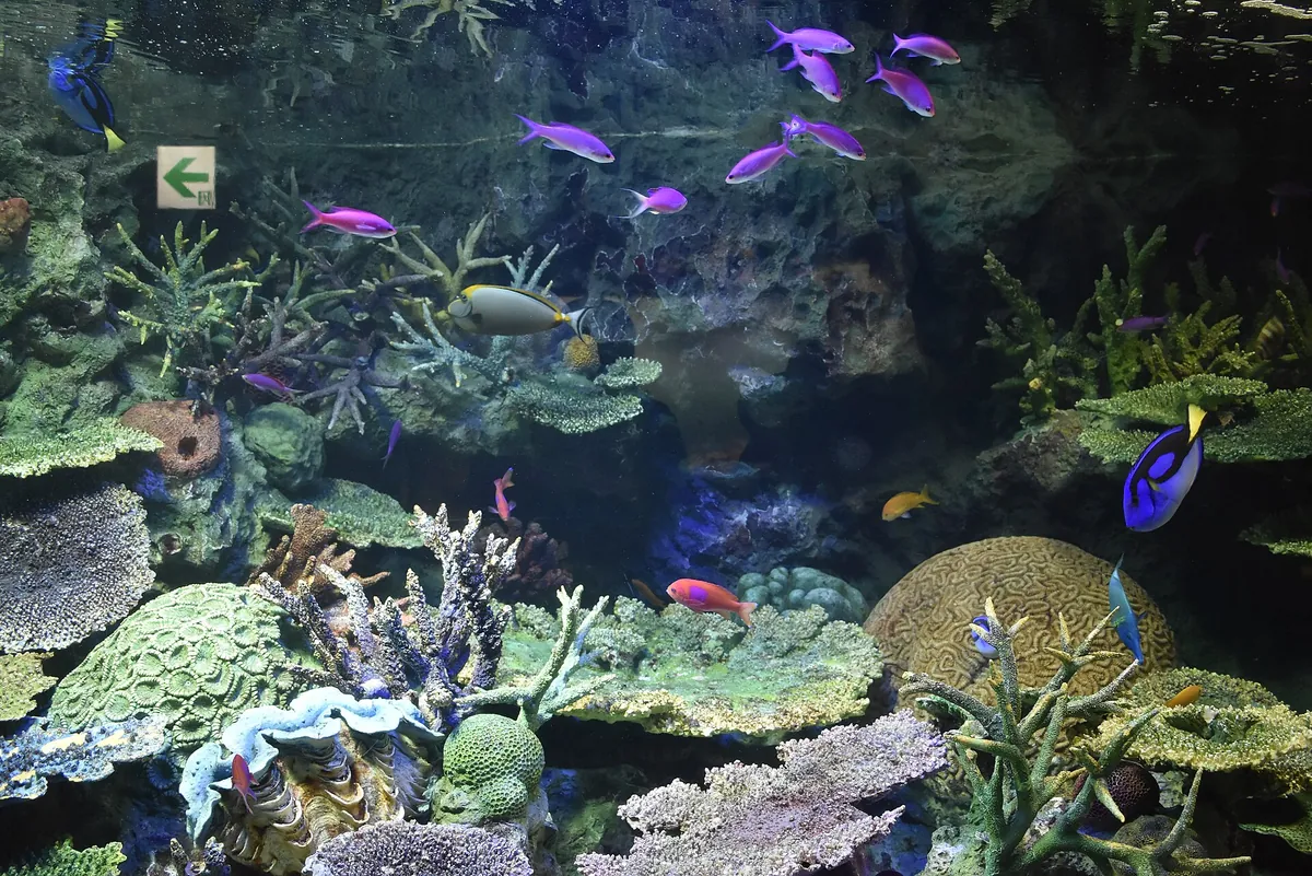Sunshine Aquarium
