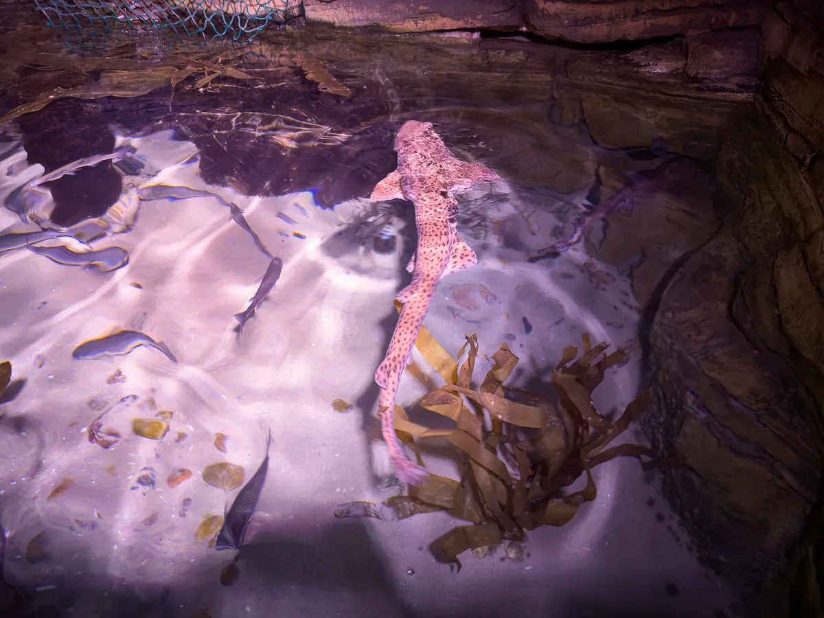 Sea Life London Aquarium