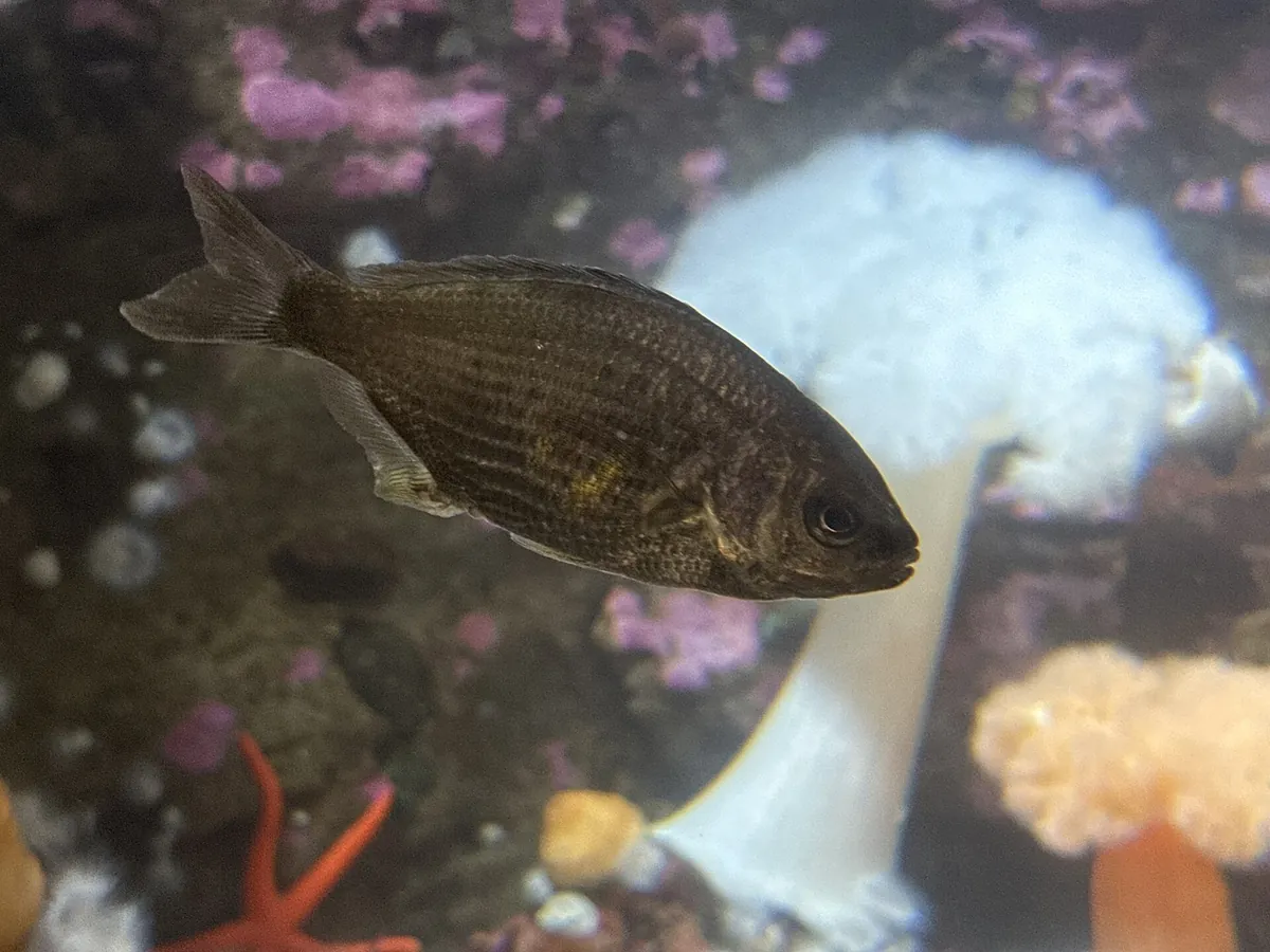 Vancouver Aquarium