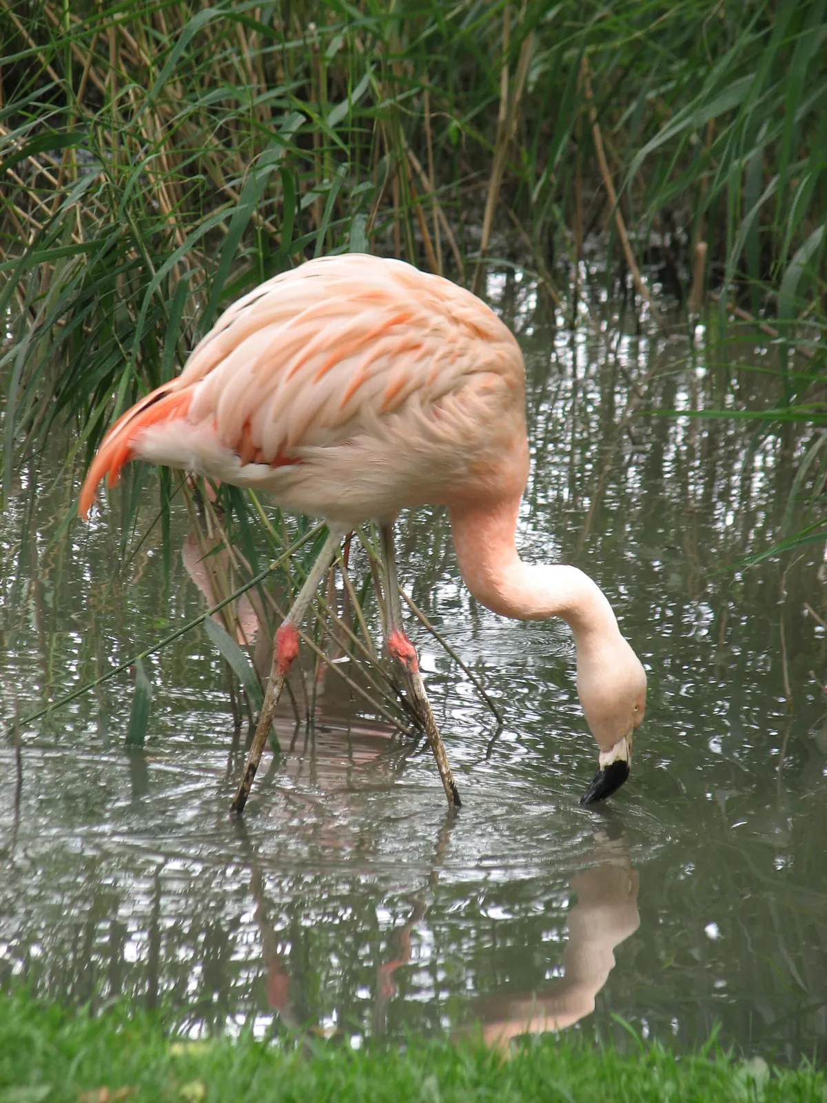 Tierpark Essehof