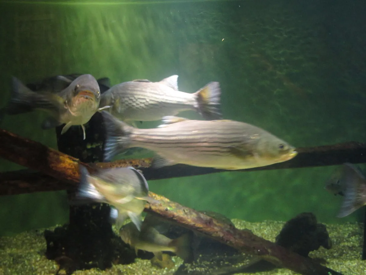 South Carolina Aquarium