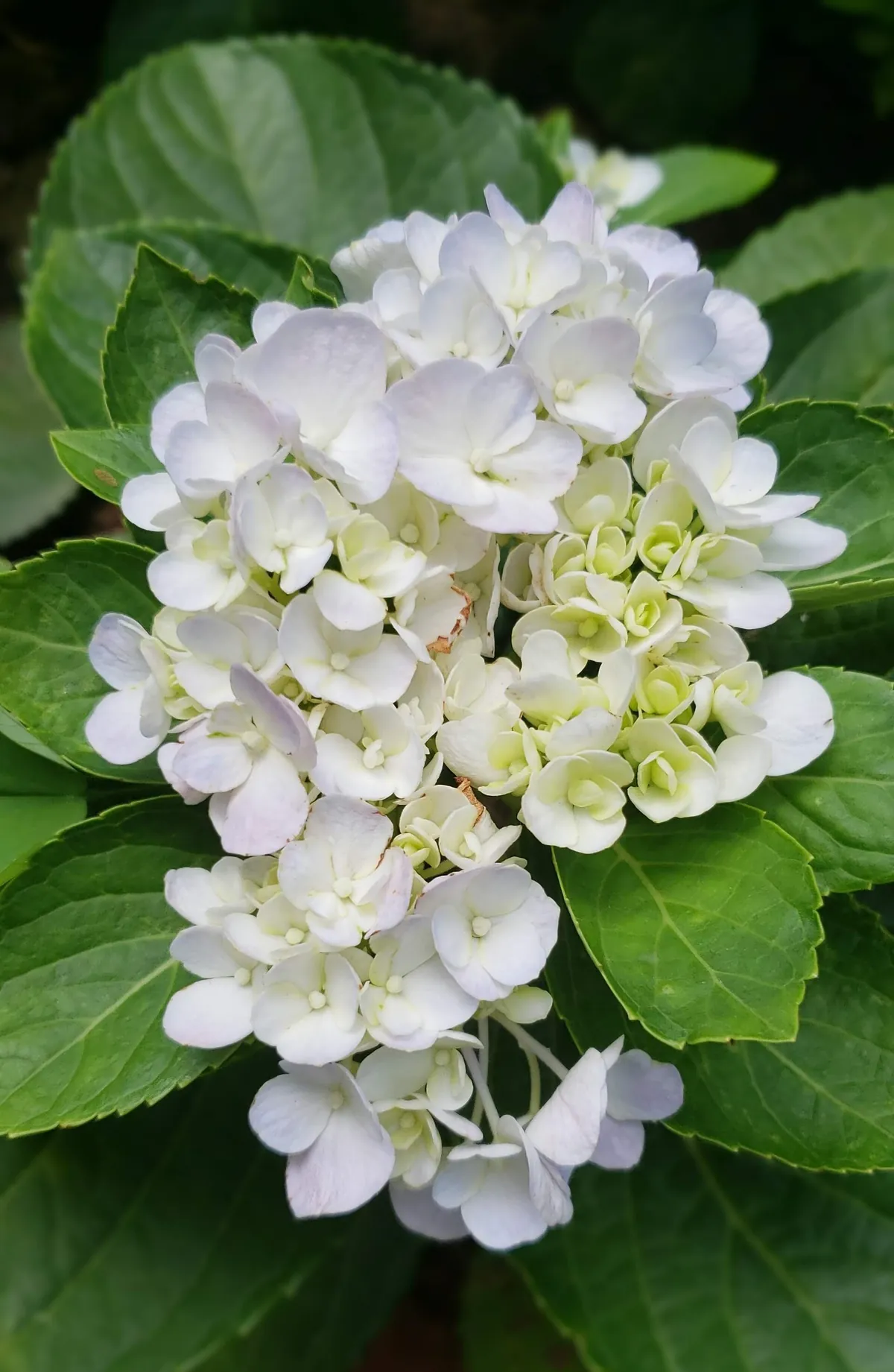 Guangzhou Zoo