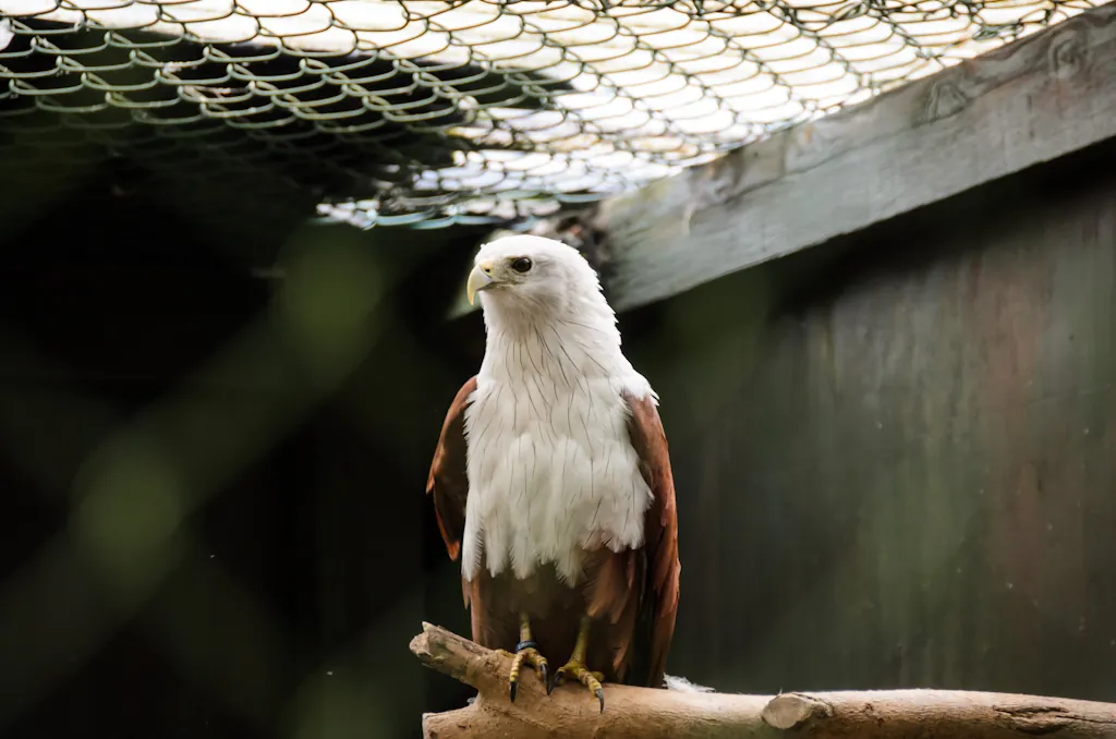 Hawk Conservancy Trust