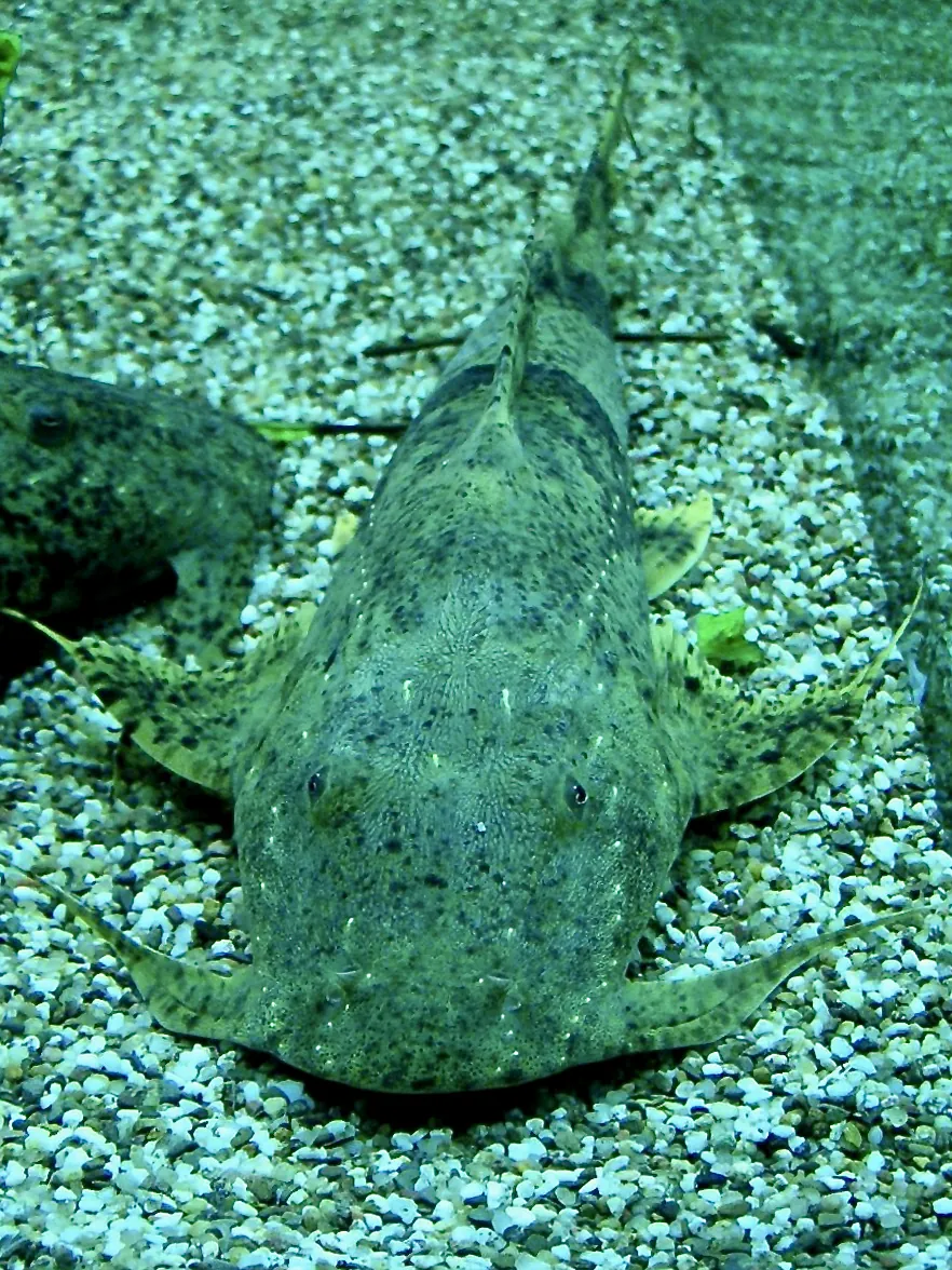 Aquaria KLCC