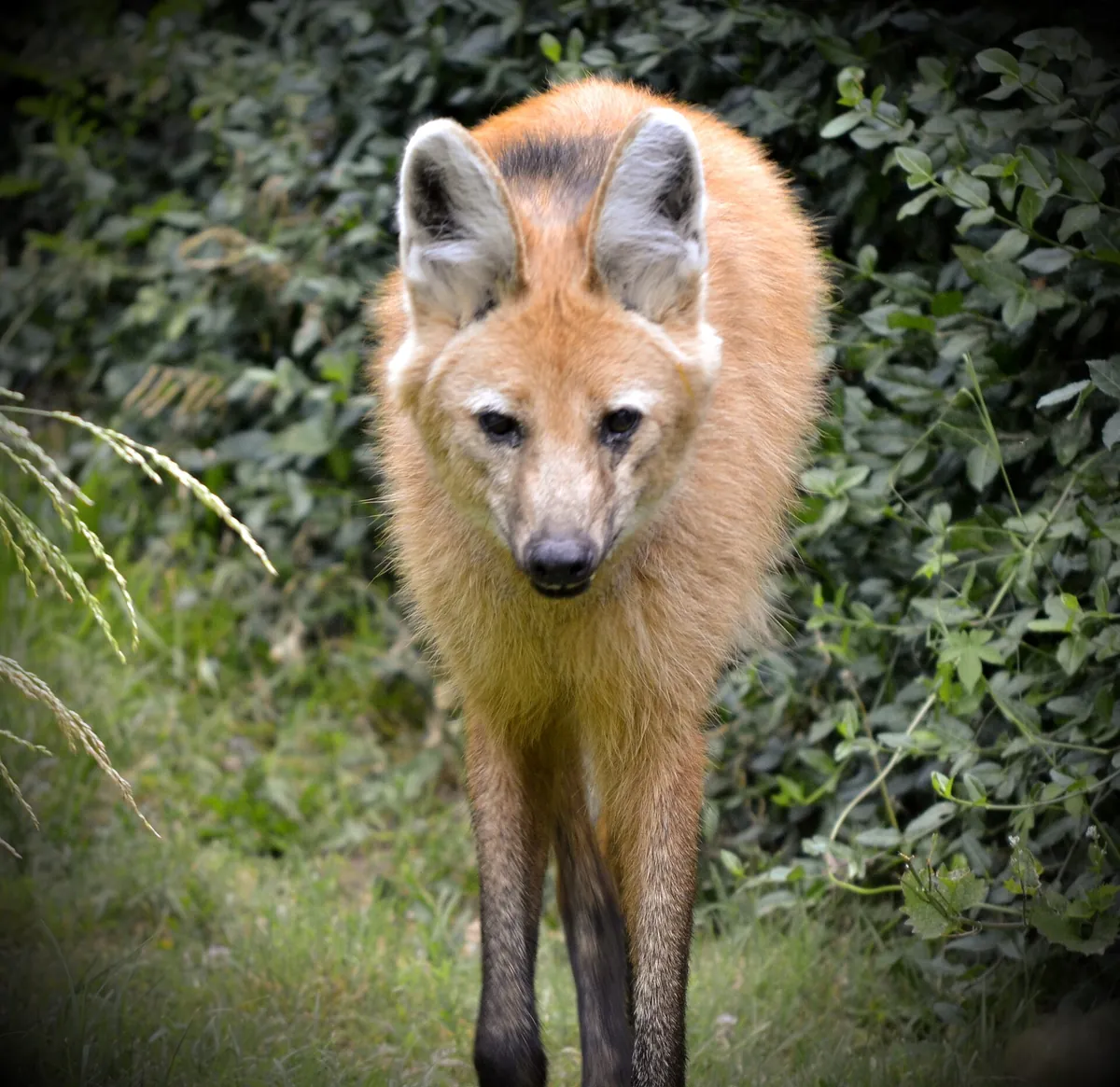Dickerson Park Zoo