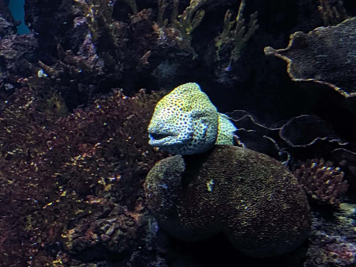 Royal Burgers' Zoo