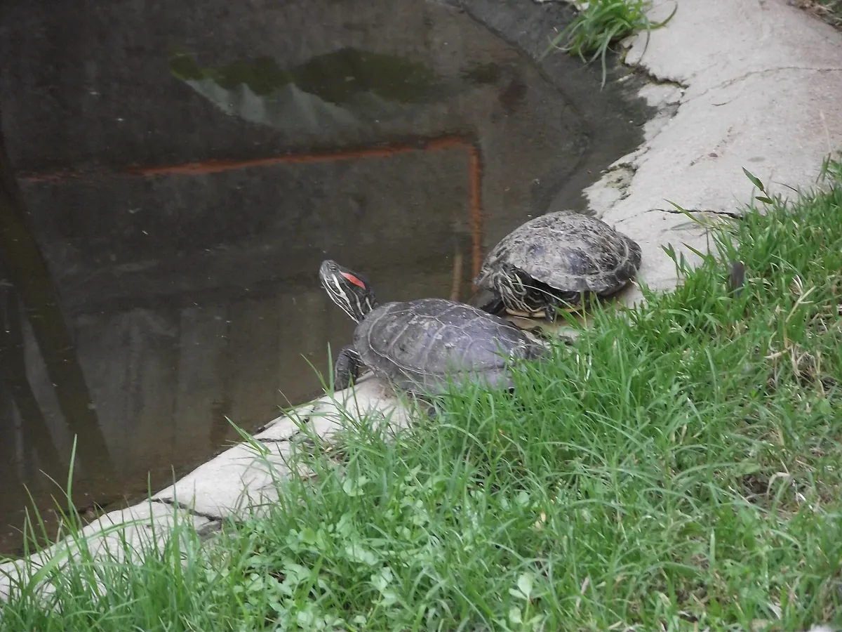 Zoológico de Quilpué
