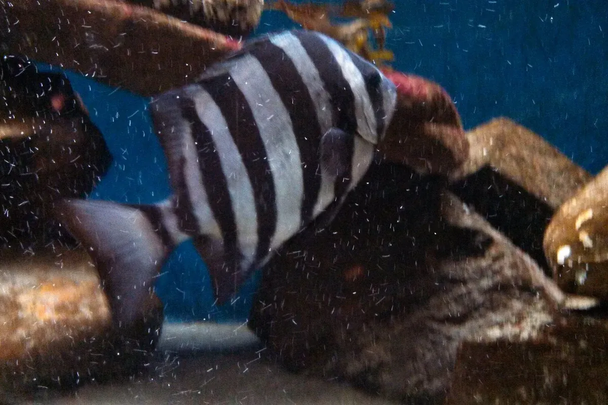 Seaside Aquarium