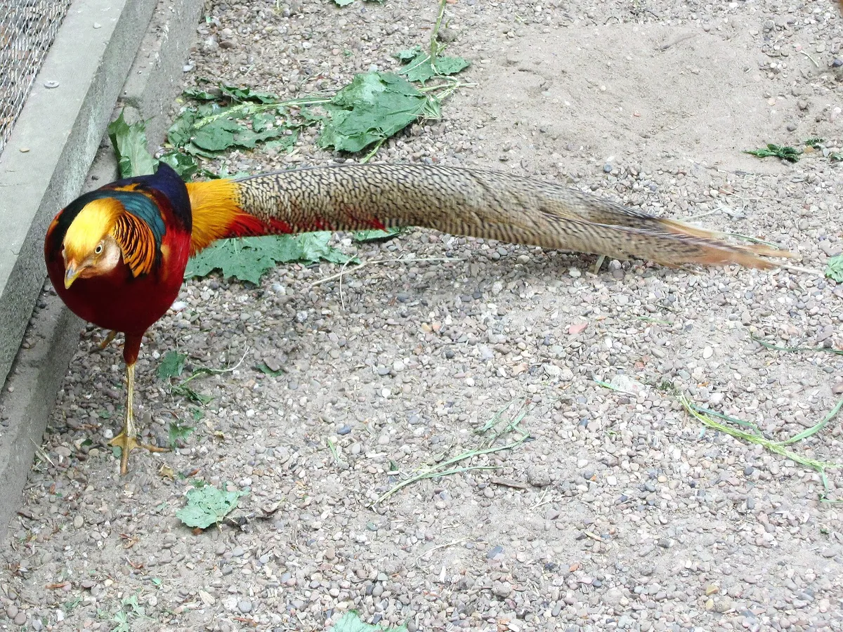 Tierpark Petermoor