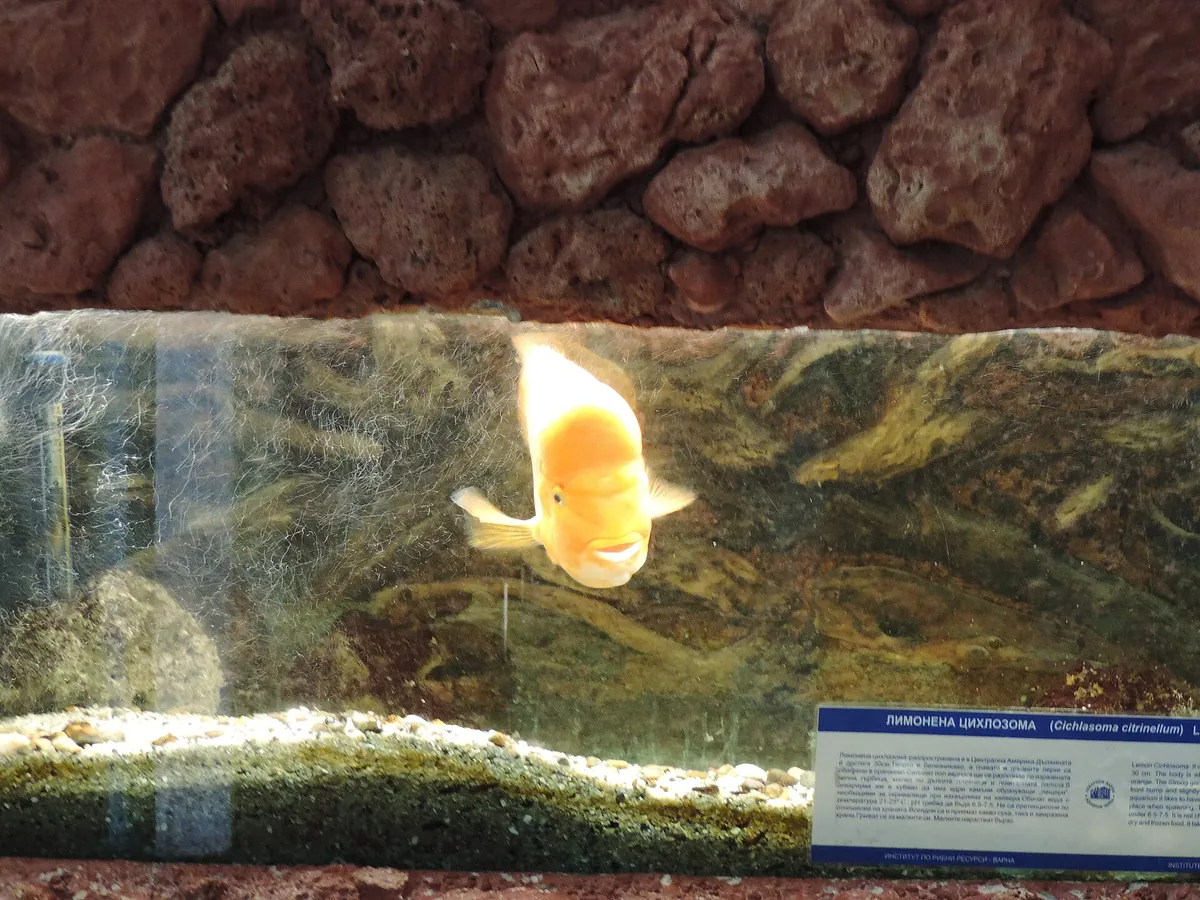 Varna Aquarium