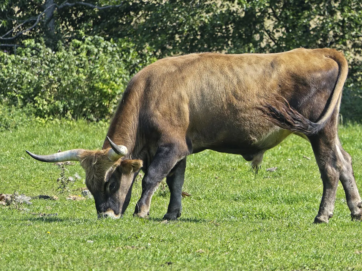 Tierpark Arche Warder