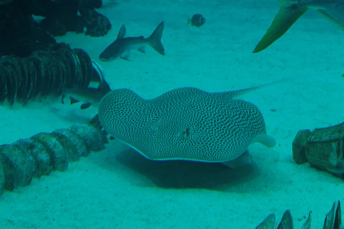 Singapore Oceanarium
