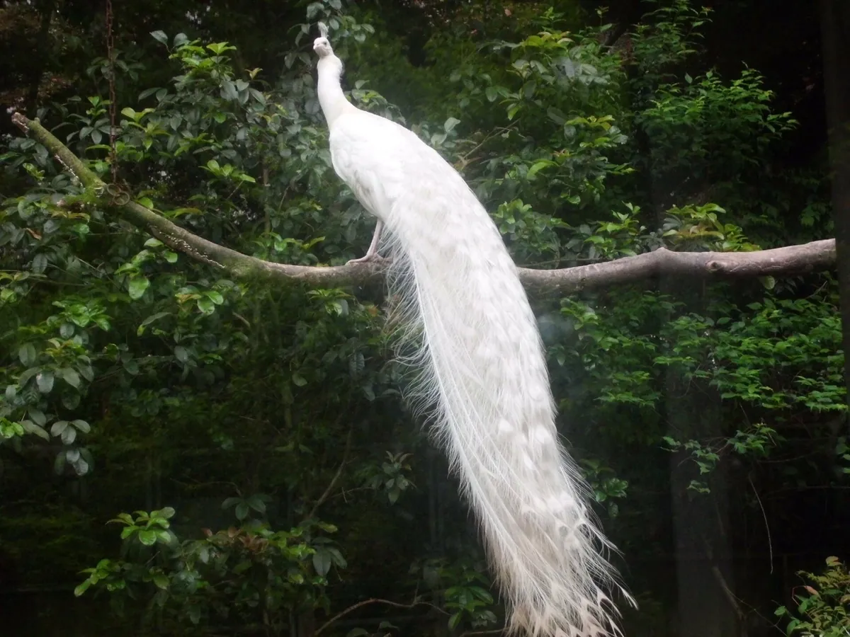 Hangzhou Zoo