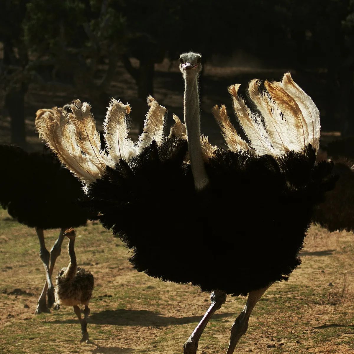 Badoca Safari Park