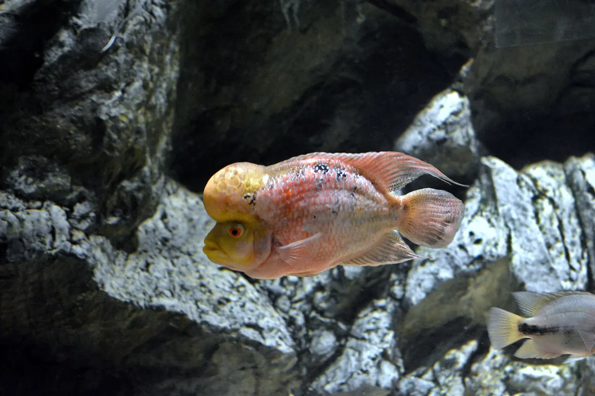 Sea Life İstanbul