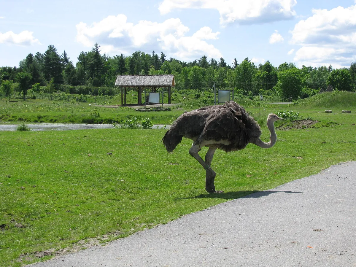 Parc Safari