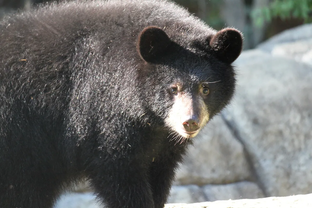 Henson Robinson Zoo