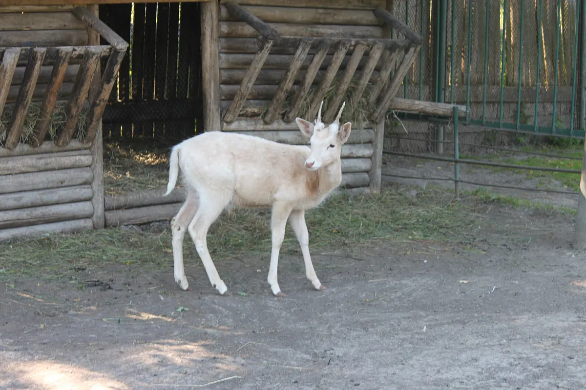 Lutsk Zoo
