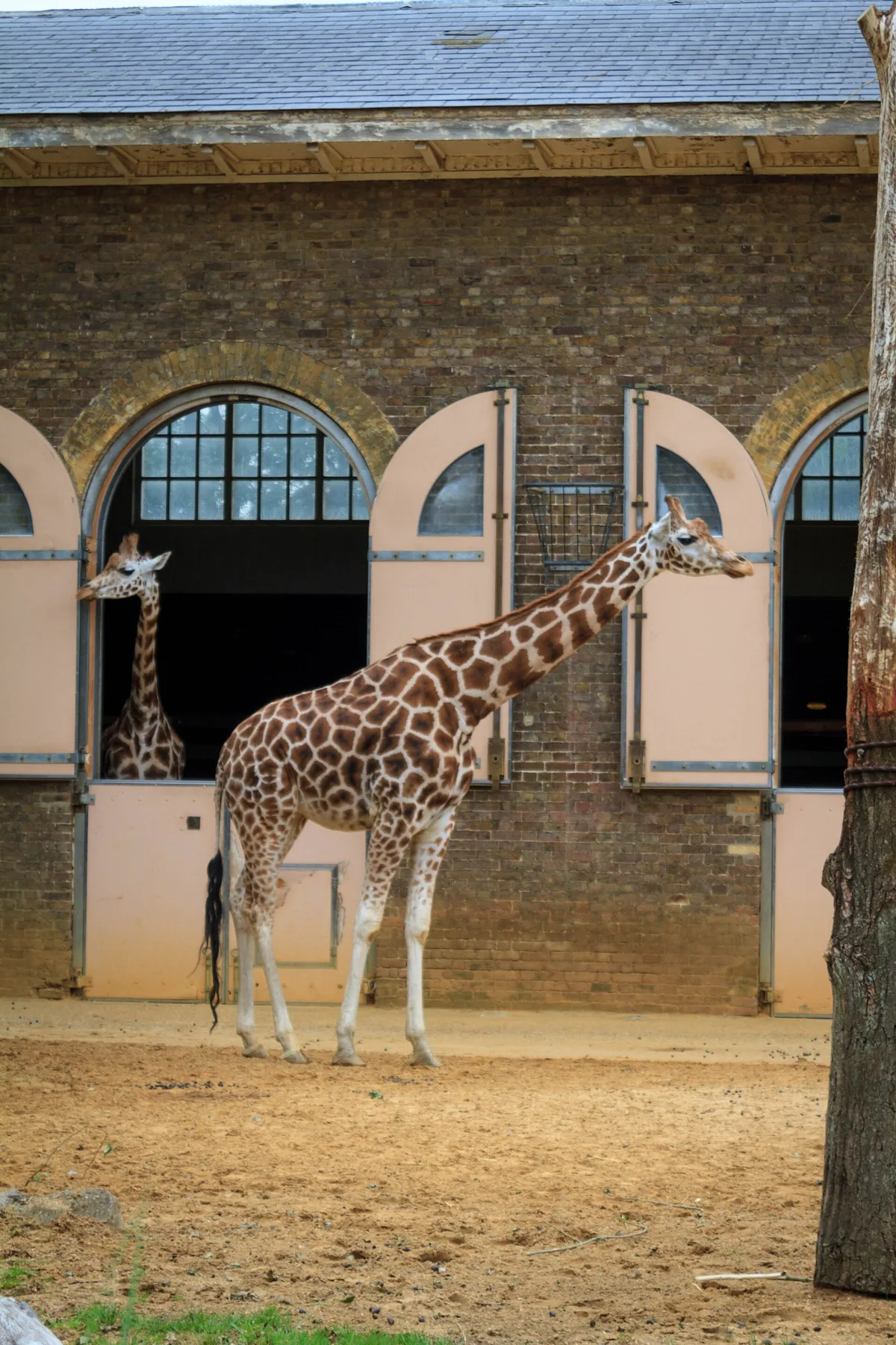 London Zoo