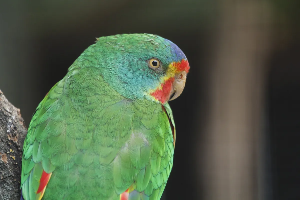 Zoo Hluboká