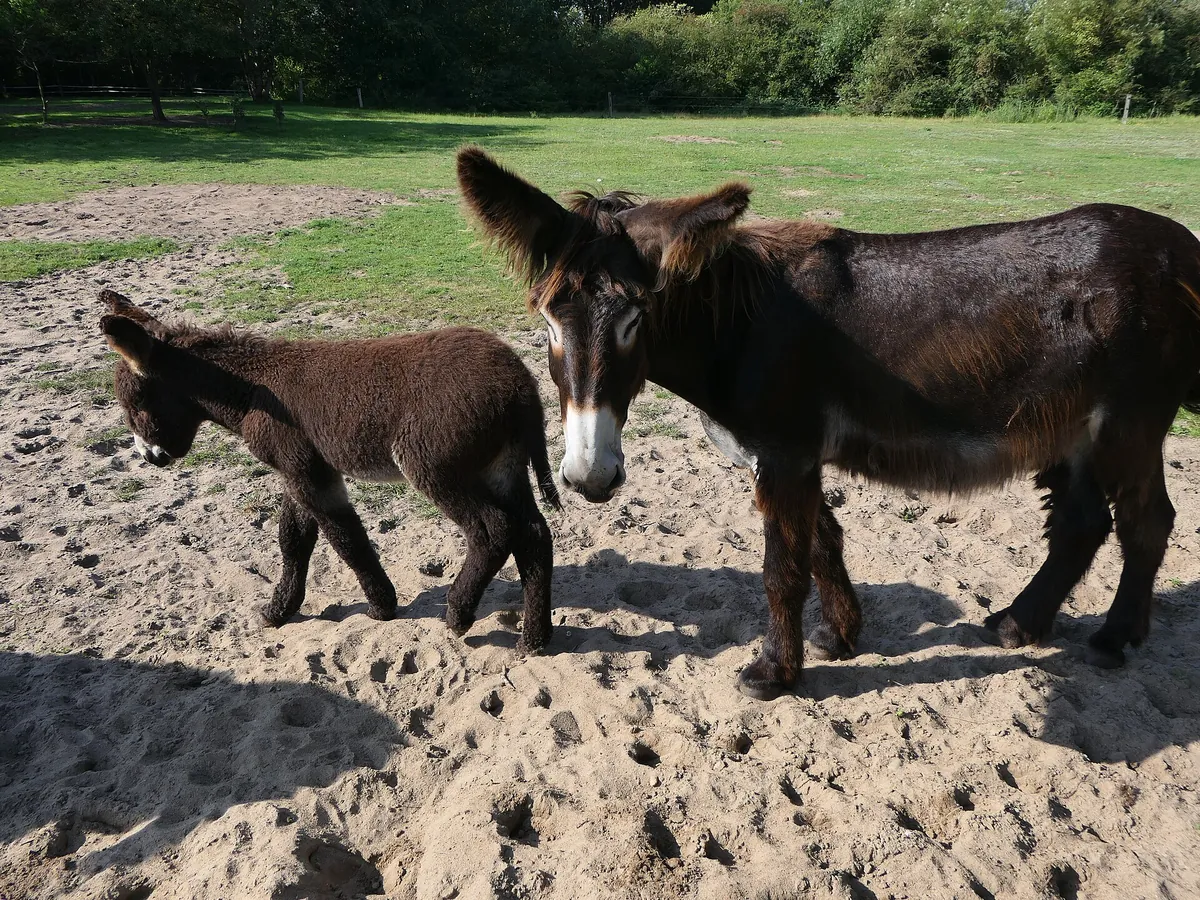 Tierpark Arche Warder