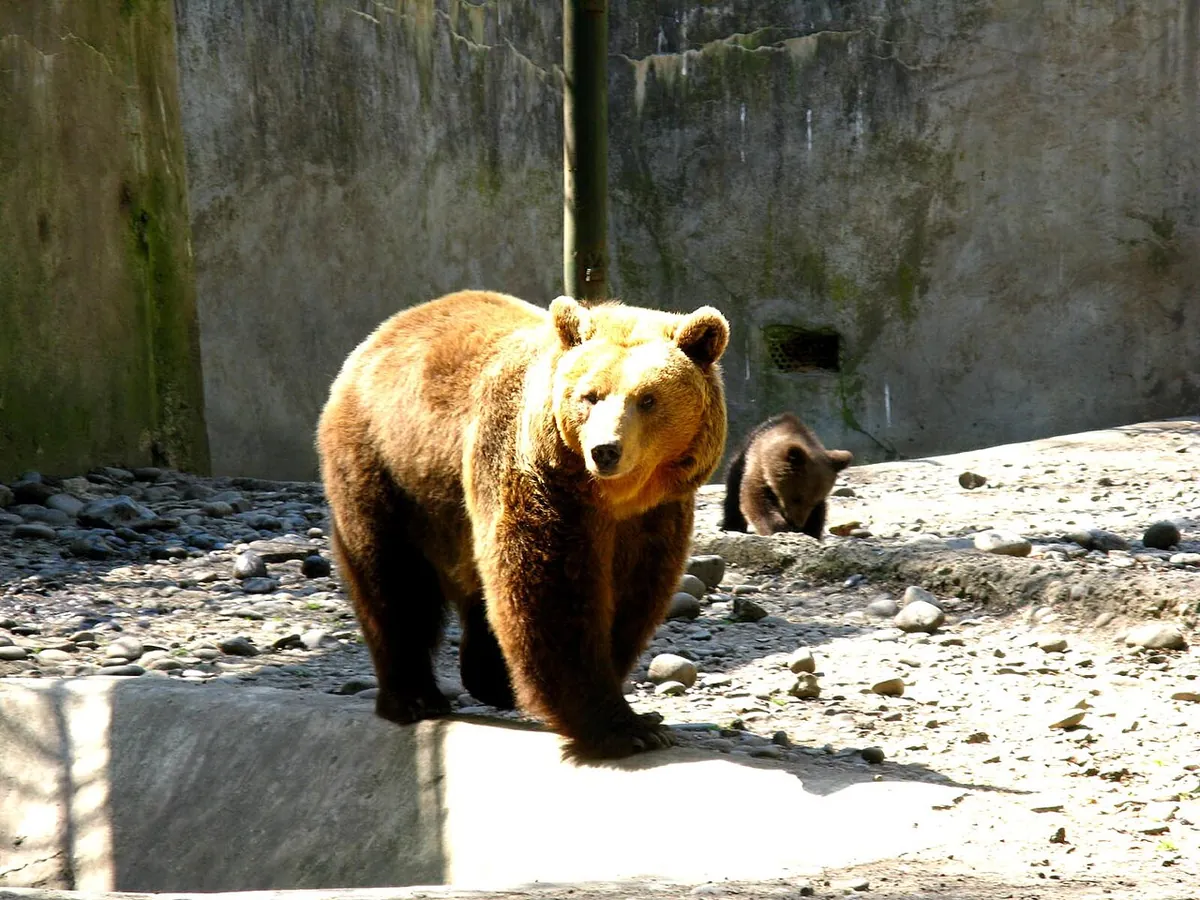 Târgu Mureș Zoo