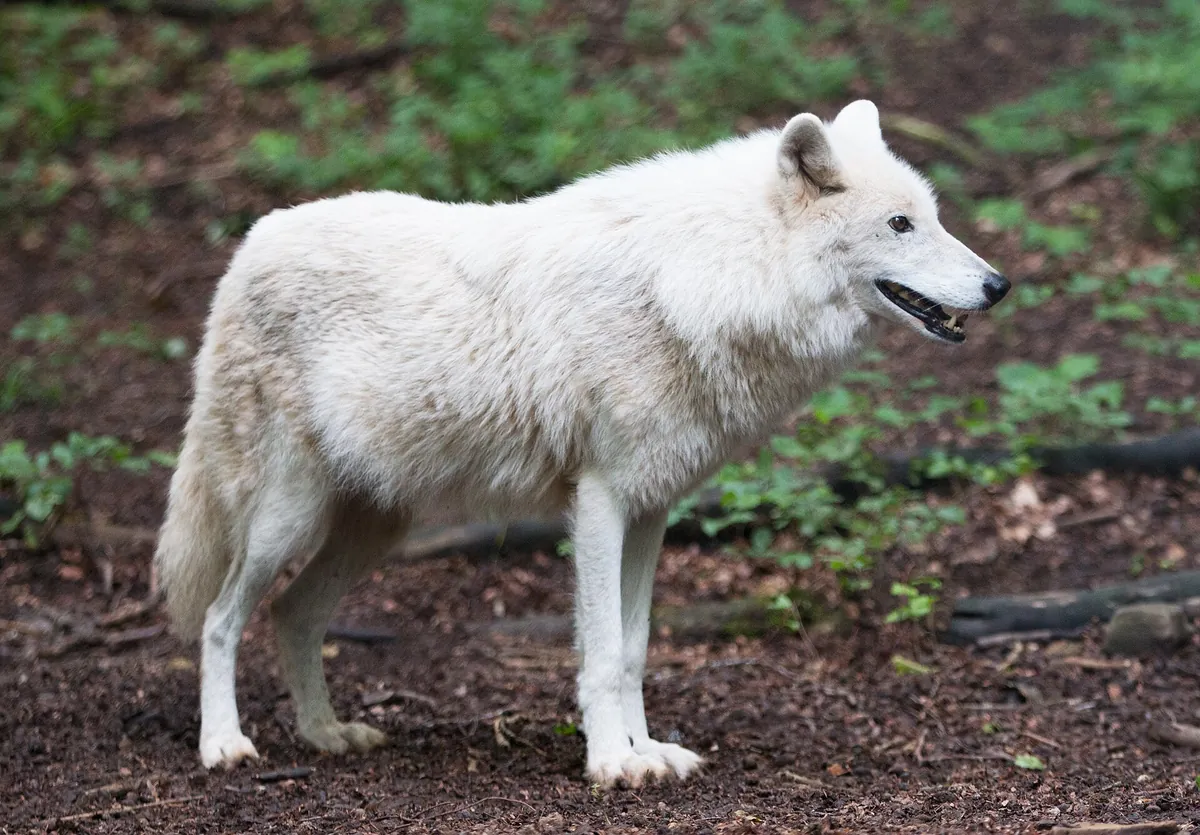 Adler- und Wolfspark Kasselburg