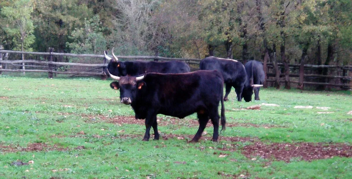 Parc animalier de Gramat