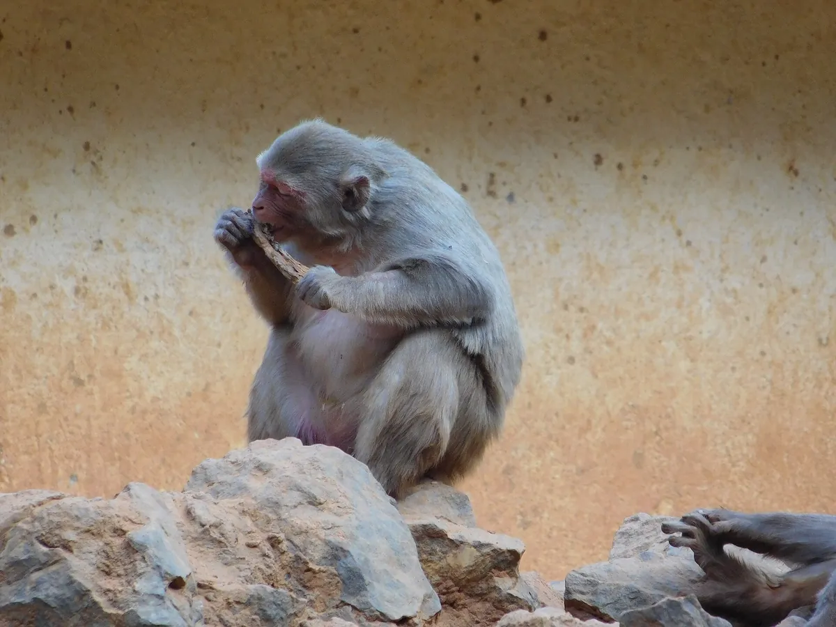 Bhagwan Birsa Biological Park