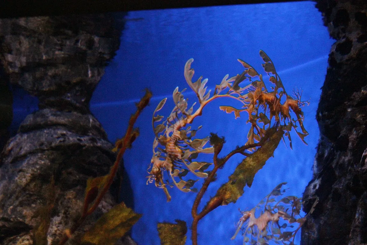 Aquarium of Western Australia