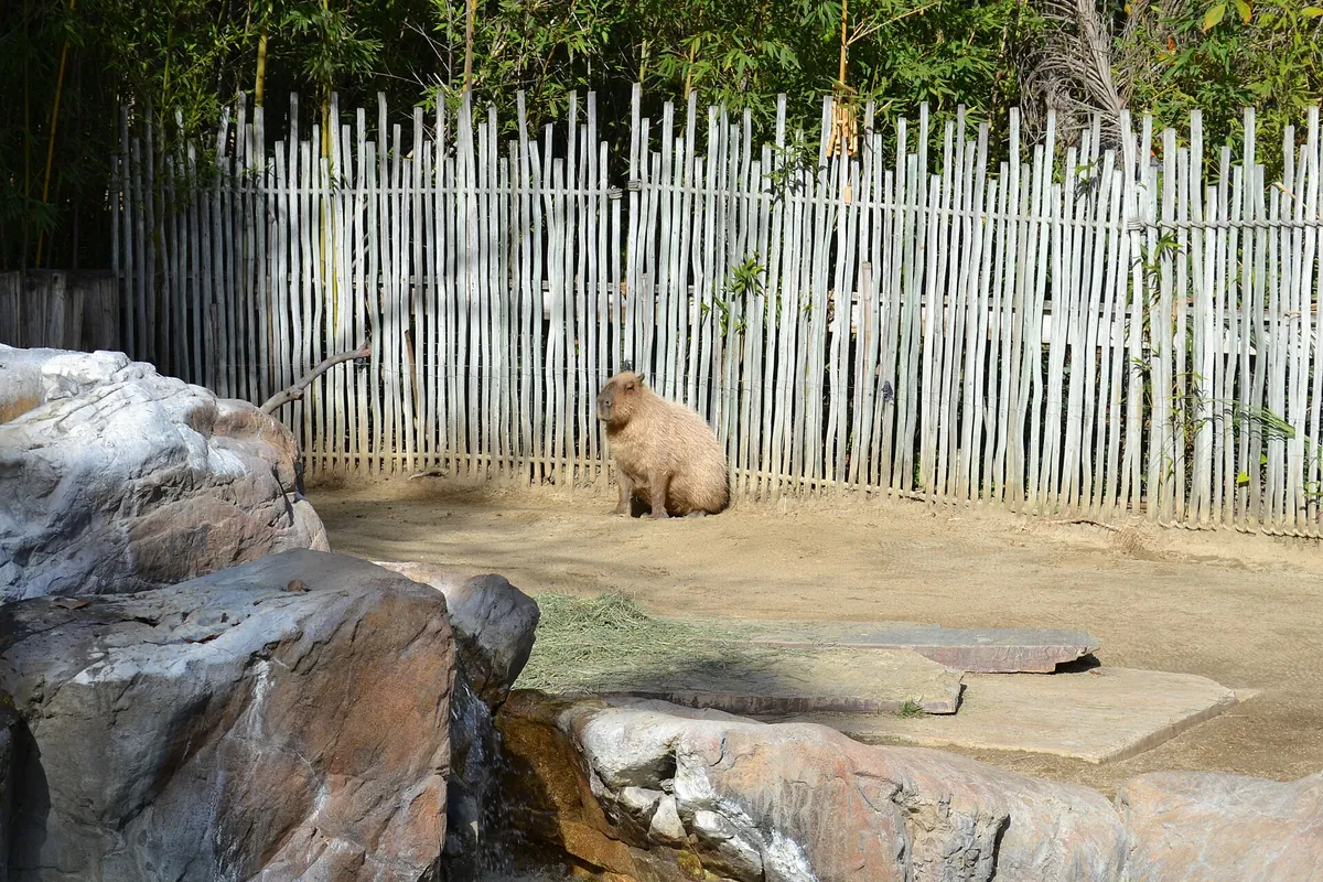 Happy Hollow Park & Zoo