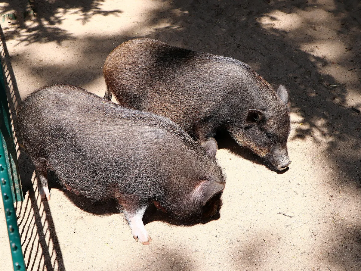 Tierpark Eilenburg