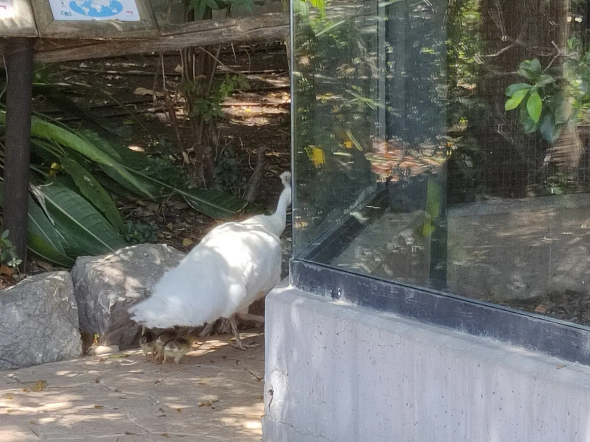 Zoobotánico Jerez