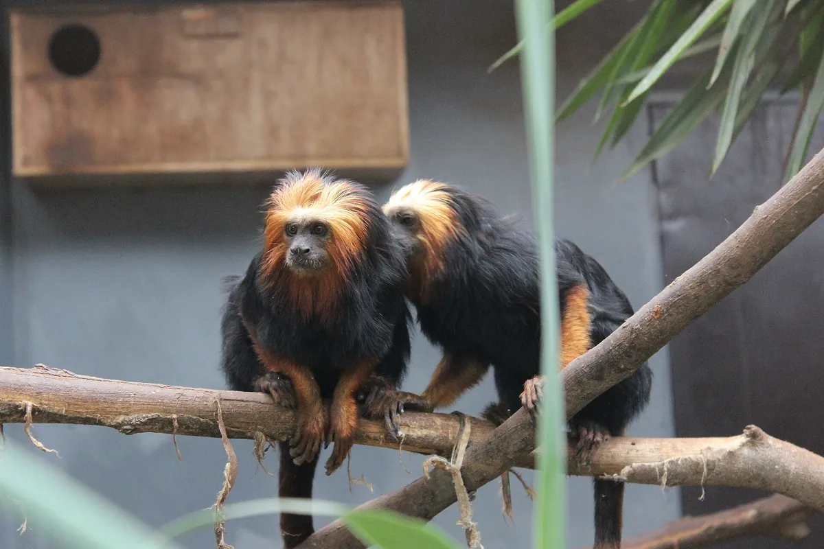 Monkey Park