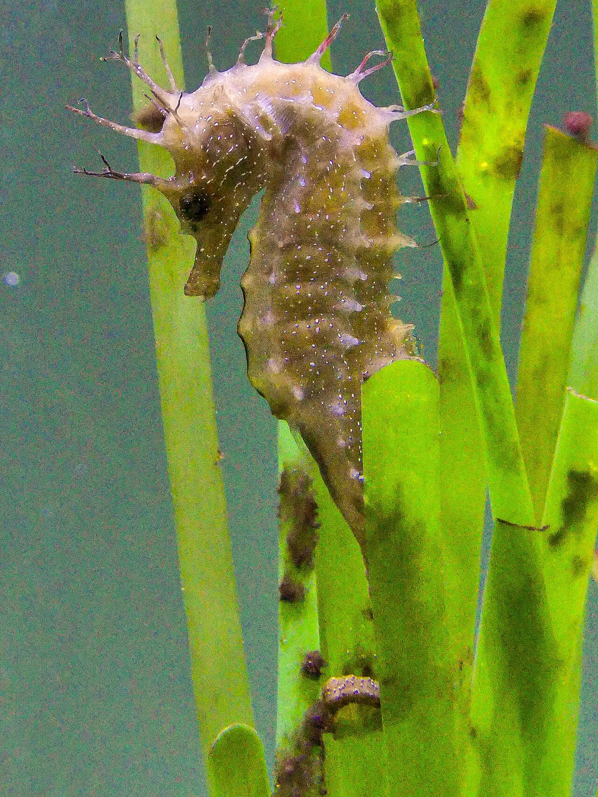 Anglesey Sea Zoo