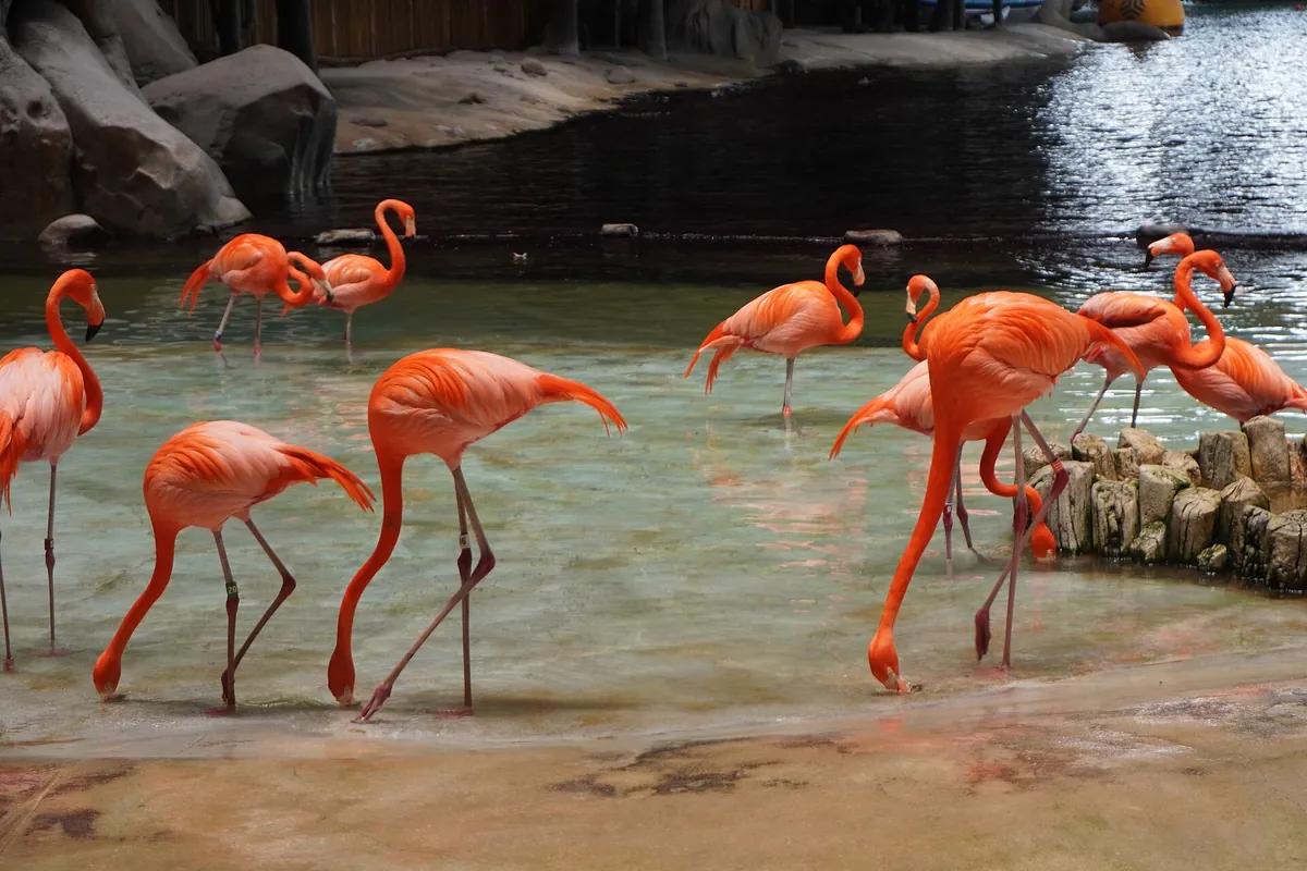 SeaWorld Abu Dhabi