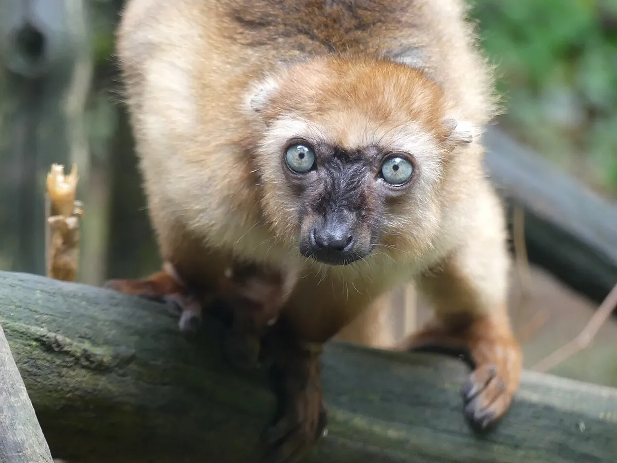 Réserve Zoologique de Calviac