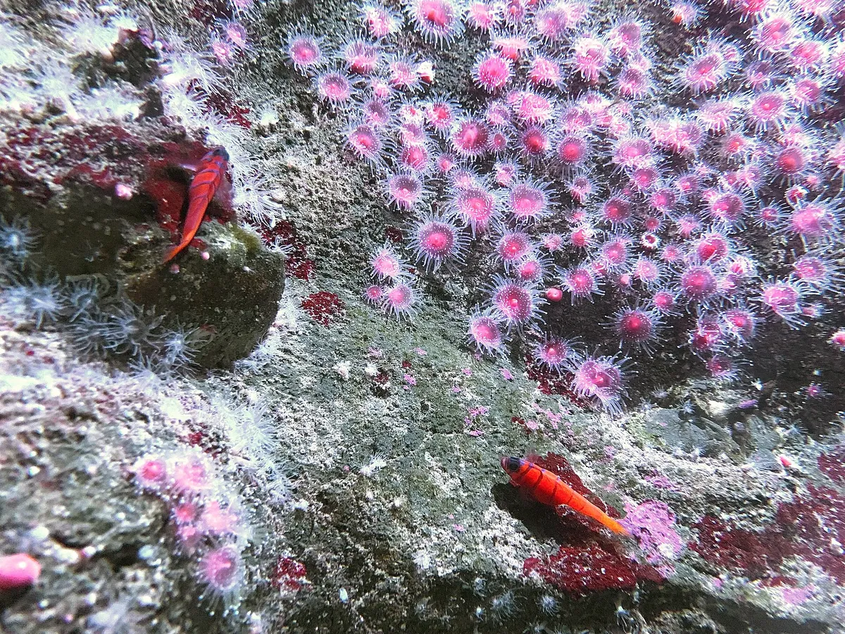 Birch Aquarium at Scripps
