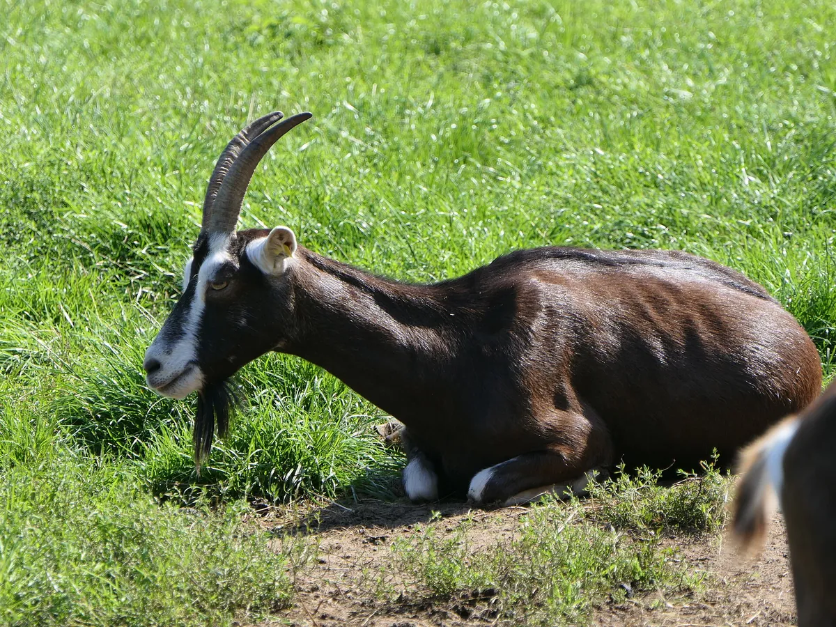Tierpark Arche Warder
