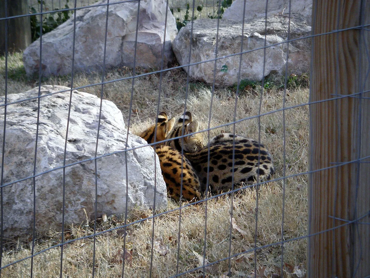 Amarillo Zoo