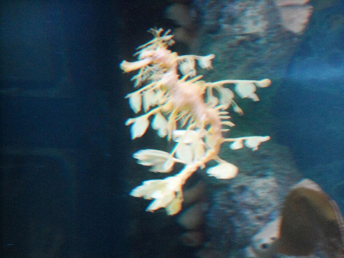 New England Aquarium