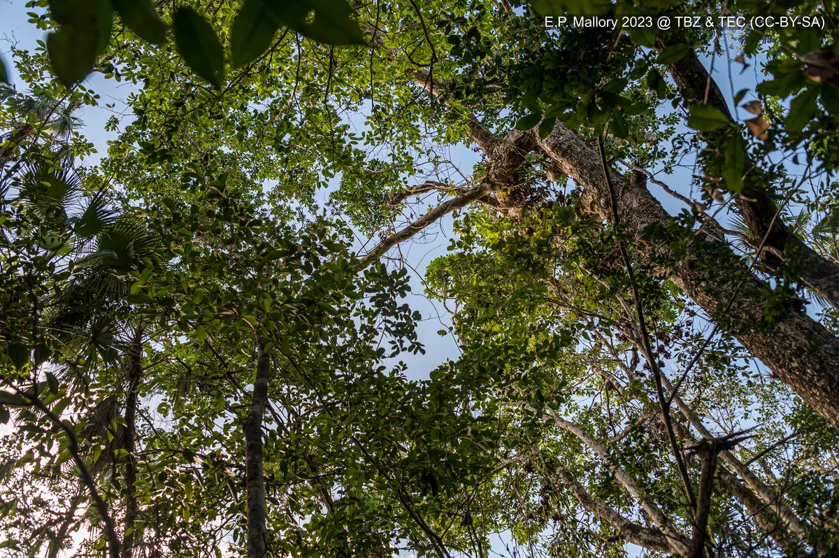 Belize Zoo