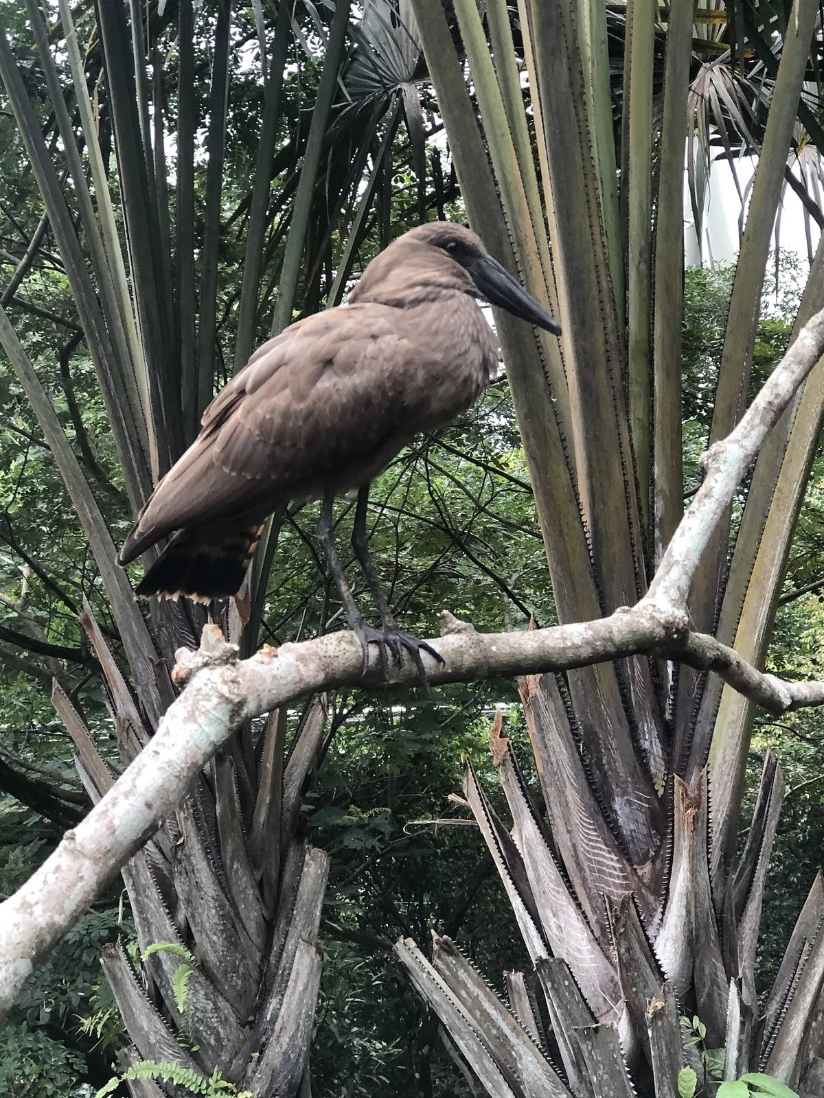 Bird Paradise